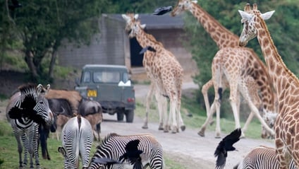 Giraffes and zebras roaming the grounds at Port Lympne