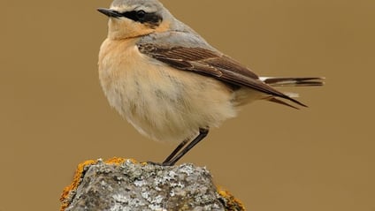A wheatear perched on a lichen-covered post